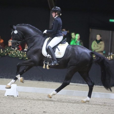 FS Bloomberg stallone dressage Hannover da monta morello della Equine Evolution