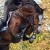 Cristallo da Cornet Obolenksy stallone salto di Ludger Beerbaum della Equine Evolution