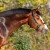 Cristallo da Cornet Obolenksy stallone salto di Ludger Beerbaum della Equine Evolution