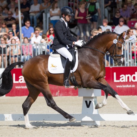 Cristallo 1 da Cornet Obolenksy stallone salto di Ludger Beerbaum della Equine Evolution