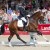 Cristallo da Cornet Obolenksy stallone salto di Ludger Beerbaum della Equine Evolution