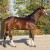 Cristallo da Cornet Obolenksy stallone salto di Ludger Beerbaum della Equine Evolution