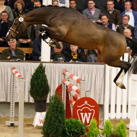 Cristallo 1 da Cornet Obolenksy stallone salto di Ludger Beerbaum della Equine Evolution