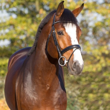 Cristallo 1 da Cornet Obolenksy stallone salto di Ludger Beerbaum della Equine Evolution