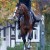 Cristallo da Cornet Obolenksy stallone salto di Ludger Beerbaum della Equine Evolution