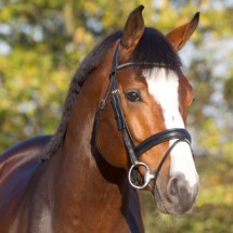 Cristallo da Cornet Obolenksy stallone salto di Ludger Beerbaum della Equine Evolution