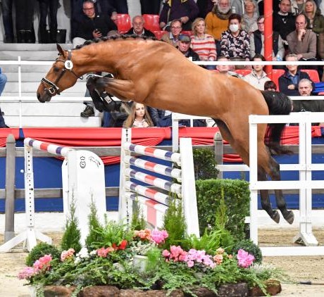Chacco Blue stallone da monta salto ostacoli Hannover Equine Evolution