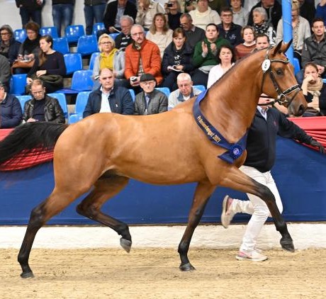 Chacco Blue stallone da monta salto ostacoli Hannover Equine Evolution