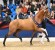 Chacco Blue stallone da monta salto ostacoli Hannover Equine Evolution