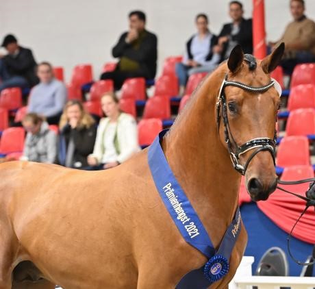 Chacco Blue stallone da monta salto ostacoli Hannover Equine Evolution
