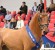 Chacco Blue stallone da monta salto ostacoli Hannover Equine Evolution