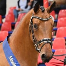 Chacco Blue stallone da monta salto ostacoli Hannover Equine Evolution