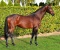 Chaman stallone KWPN da monta salto Ludger Beerbaum da Baloubet du Rouet Equine Evolution