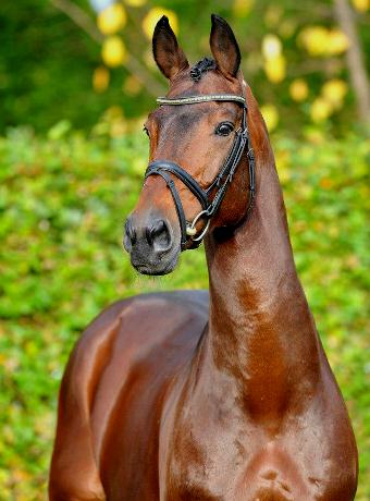 stallone Chaman da Baloubet du Rouet di Ludger Beerbaum salto ostacoli Equine Evolution stalloni tedeschi
