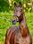 Chaman stallone KWPN da monta salto Ludger Beerbaum da Baloubet du Rouet Equine Evolution