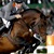 Chaman stallone KWPN da monta salto Ludger Beerbaum da Baloubet du Rouet Equine Evolution