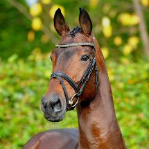 Chaman da Baloubet du Rouet Ludger Beerbaum stallone salto ostacoli Equine Evolution