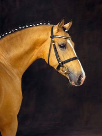 stallone sport pony Champion de Luxe salto dressage tedesco