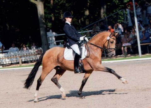 stallone sport pony Champion de Luxe salto dressag tedesco