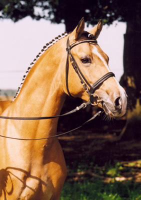 stallone sport pony Champion de Luxe salto dressage tedesco