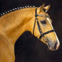 Champion de Luxe stallone pony