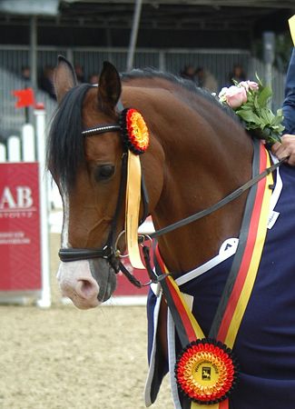 stallone sport pony Companiero campione tedesco salto ostacoli 2008