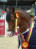 Campione pony salto Companiero