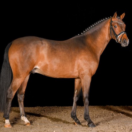 Chefsache stallone pony da monta baio della Equine Evolution