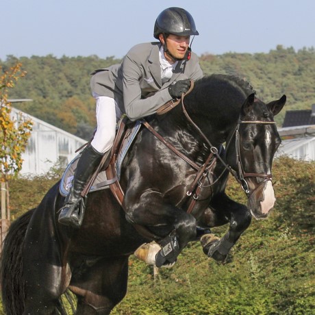 stallone Chubakko da Casall Colman Contender di Ludger Beerbaum salto ostacoli Equine Evolution stalloni tedeschi