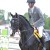 stallone da monta Holstein da Casall di Ludger Beerbaum Equine Evolution