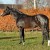 stallone da monta Holstein da Casall di Ludger Beerbaum Equine Evolution