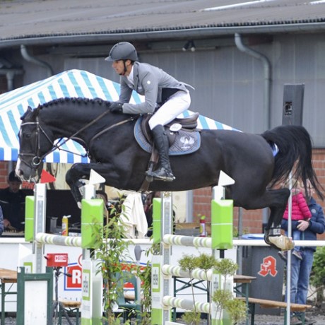 stallone Chubakko da Casall Colman Contender di Ludger Beerbaum salto ostacoli Equine Evolution stalloni tedeschi