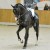 stallone da monta Holstein da Casall di Ludger Beerbaum Equine Evolution