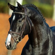 stallone da monta Holstein da Casall di Ludger Beerbaum Equine Evolution