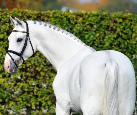 stallone Colestus da Cornet Obolensky x Stakkato di Marco Kutscher salto ostacoli Equine Evolution stalloni tedeschi
