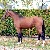 Comme le Père da Comme il Faut Cornet Obolenksy stallone salto di Ludger Beerbaum della Equine Evolution