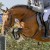 Comme le Père da Comme il Faut Cornet Obolenksy stallone salto di Ludger Beerbaum della Equine Evolution