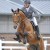 Comme le Père da Comme il Faut Cornet Obolenksy stallone salto di Ludger Beerbaum della Equine Evolution