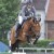 Comme le Père da Comme il Faut Cornet Obolenksy stallone salto di Ludger Beerbaum della Equine Evolution