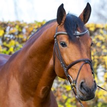Comme le Père da Comme il Faut Cornet Obolenksy stallone salto di Ludger Beerbaum della Equine Evolution