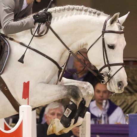 Cordess Cornet Obolensky stallone salto belga BWP di Ludger Beerbaum Equine Evolution