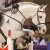 Cordess da Clinton Heartbreaker Cornet Obolensky stallone salto belga BWP  Equine Evolution