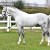Cordess da Clinton Heartbreaker Cornet Obolensky stallone salto belga BWP  Equine Evolution
