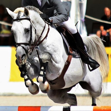 Cordess Cornet Obolensky stallone salto belga BWP di Ludger Beerbaum Equine Evolution