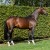 Coros da Cornet Obolensky stallone salto belga BWP  Equine Evolution