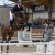 Coros da Cornet Obolensky stallone salto belga BWP  Equine Evolution