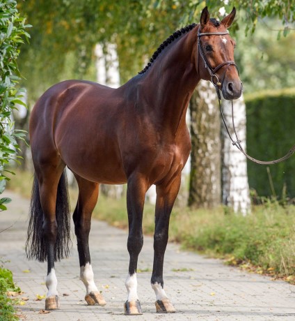 Coros da Cornet Obolensky stallone salto di Ludger Beerbaum Equine Evolution