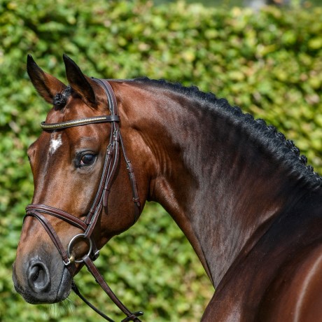 Coros da Cornet Obolensky stallone salto di Ludger Beerbaum Equine Evolution
