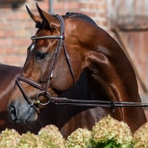 Cornet Obolenksy stallone da monta salto ostacoli BWP Equine Evolution
