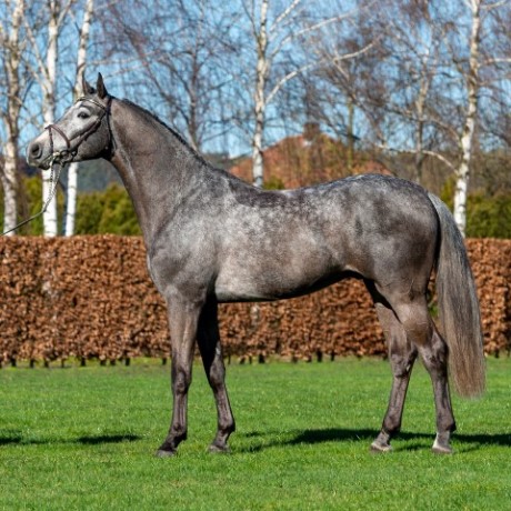 Cristallo 1 da Cornet Obolenksy stallone salto di Ludger Beerbaum della Equine Evolution